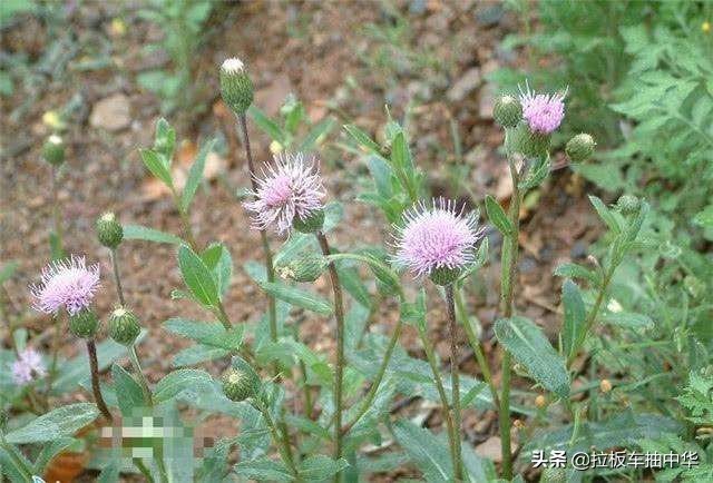 麦地刺儿菜用什么药能除根,恶性杂草除草最佳方法