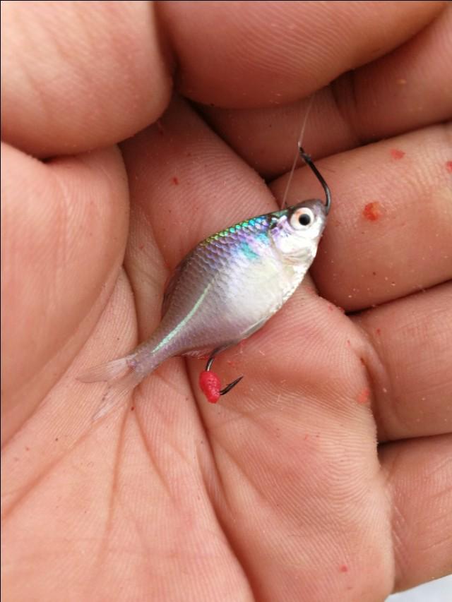 钓鱼专钓小鱼,世界钓鱼之旅钓大鱼