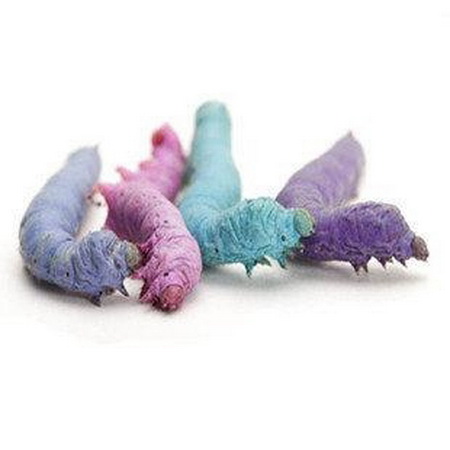 彩丝蚕养殖方法,彩蚕怎么培育成功