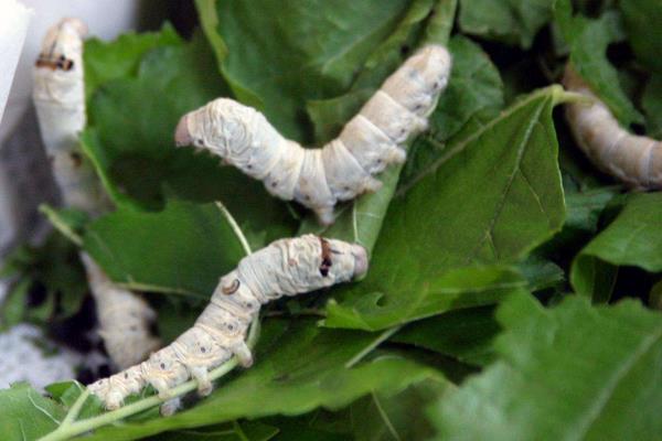 家蚕黑胸败血病是什么引起的,怎么预防蚕黑病