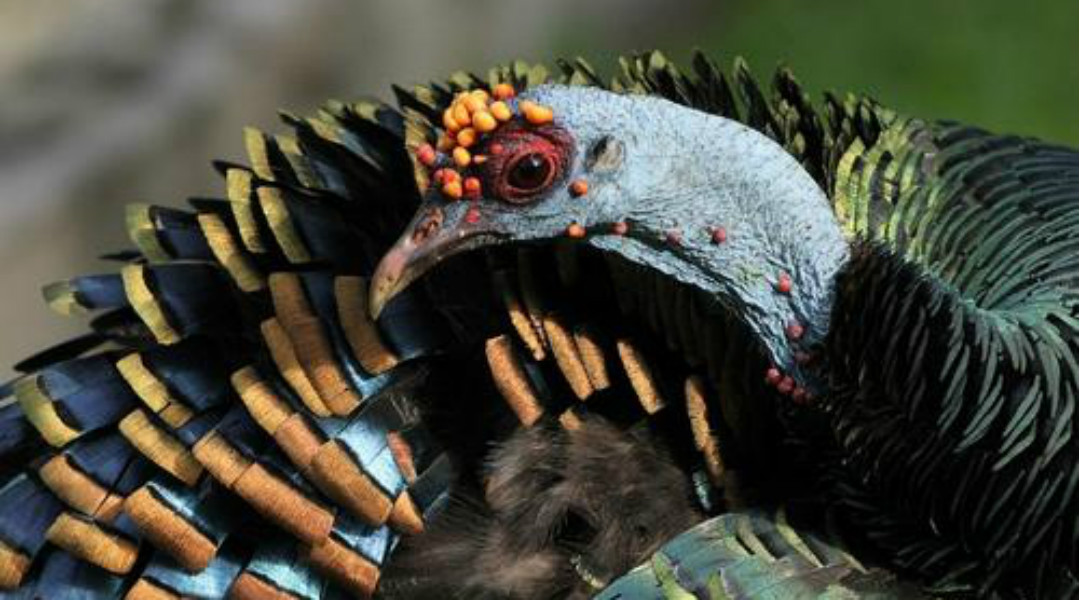 动物的神奇能力,动物的医疗本领