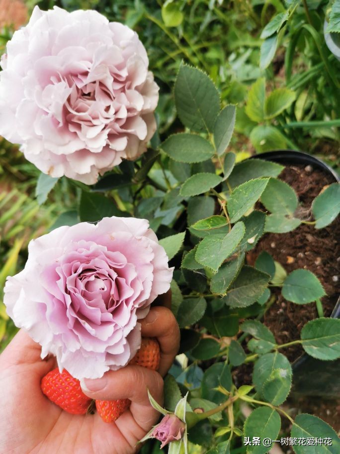 蓝紫青龙月季优缺点,天狼蓝紫月季