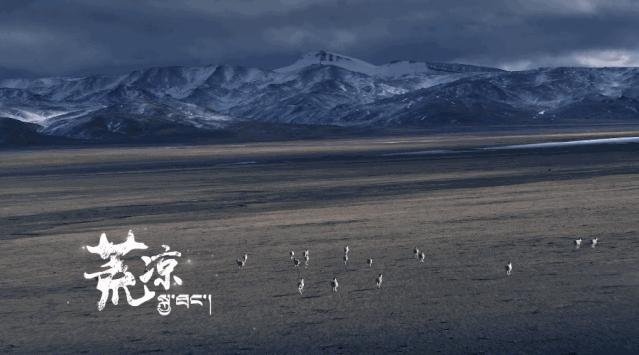 炸裂！全球唯一合法资质进入羌塘，一起去实现人生终极越野梦