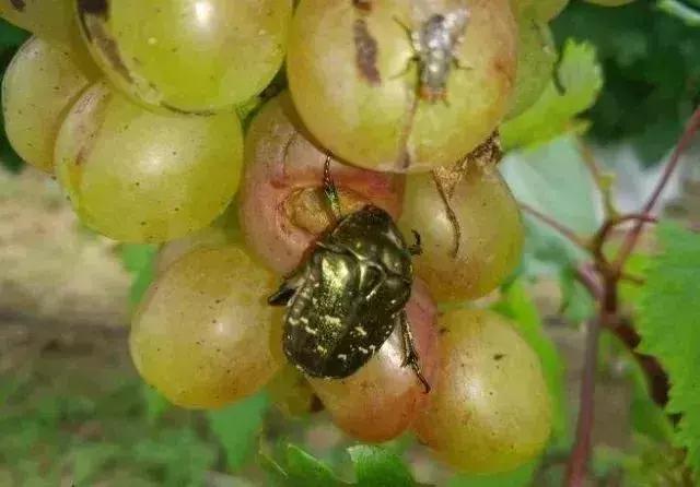 夏黑葡萄各个时间防哪些虫害,葡萄14种常见虫卵图解