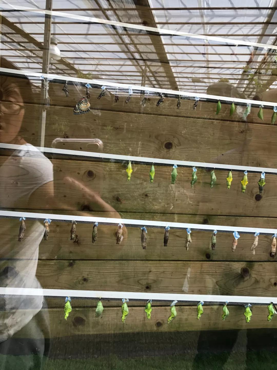 建一座完全不打药的生态花园，所有生命在这里和谐共处，值得收藏