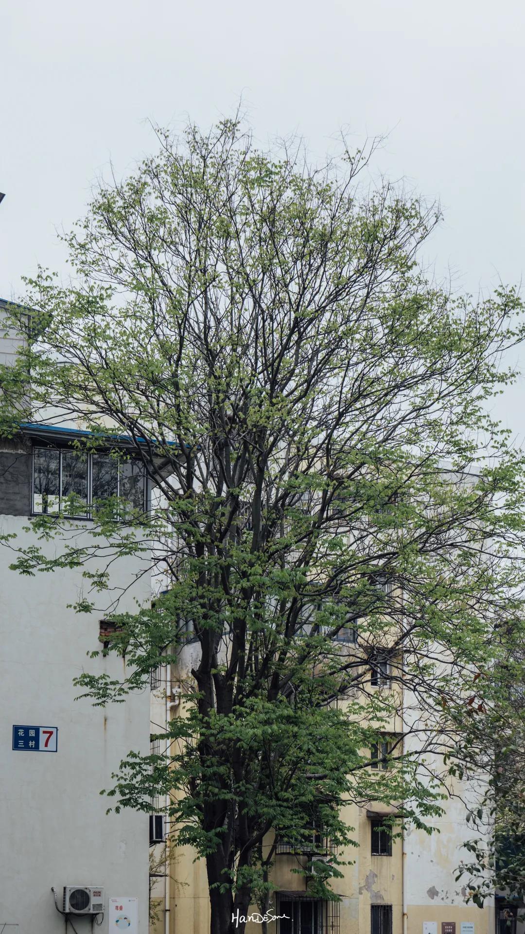 常青花园十二区房值得买吗,常青花园属于哪个社区