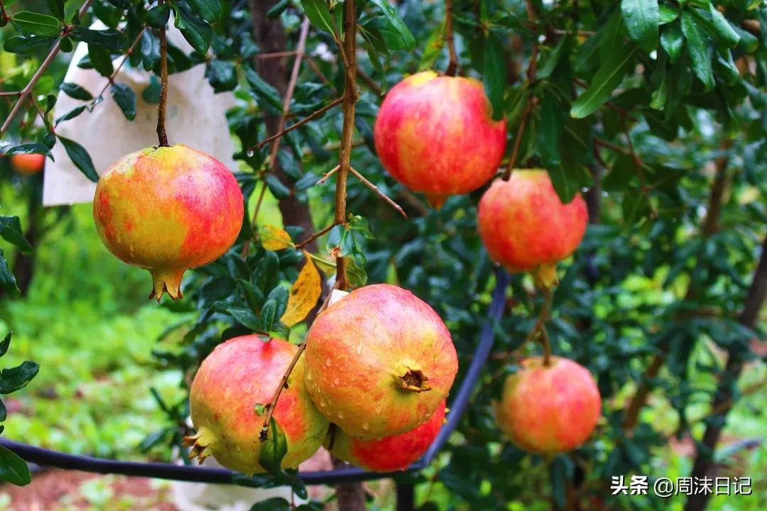 云南突尼斯软籽石榴爆汁不吐籽,甘甜爆汁突尼斯软籽石榴