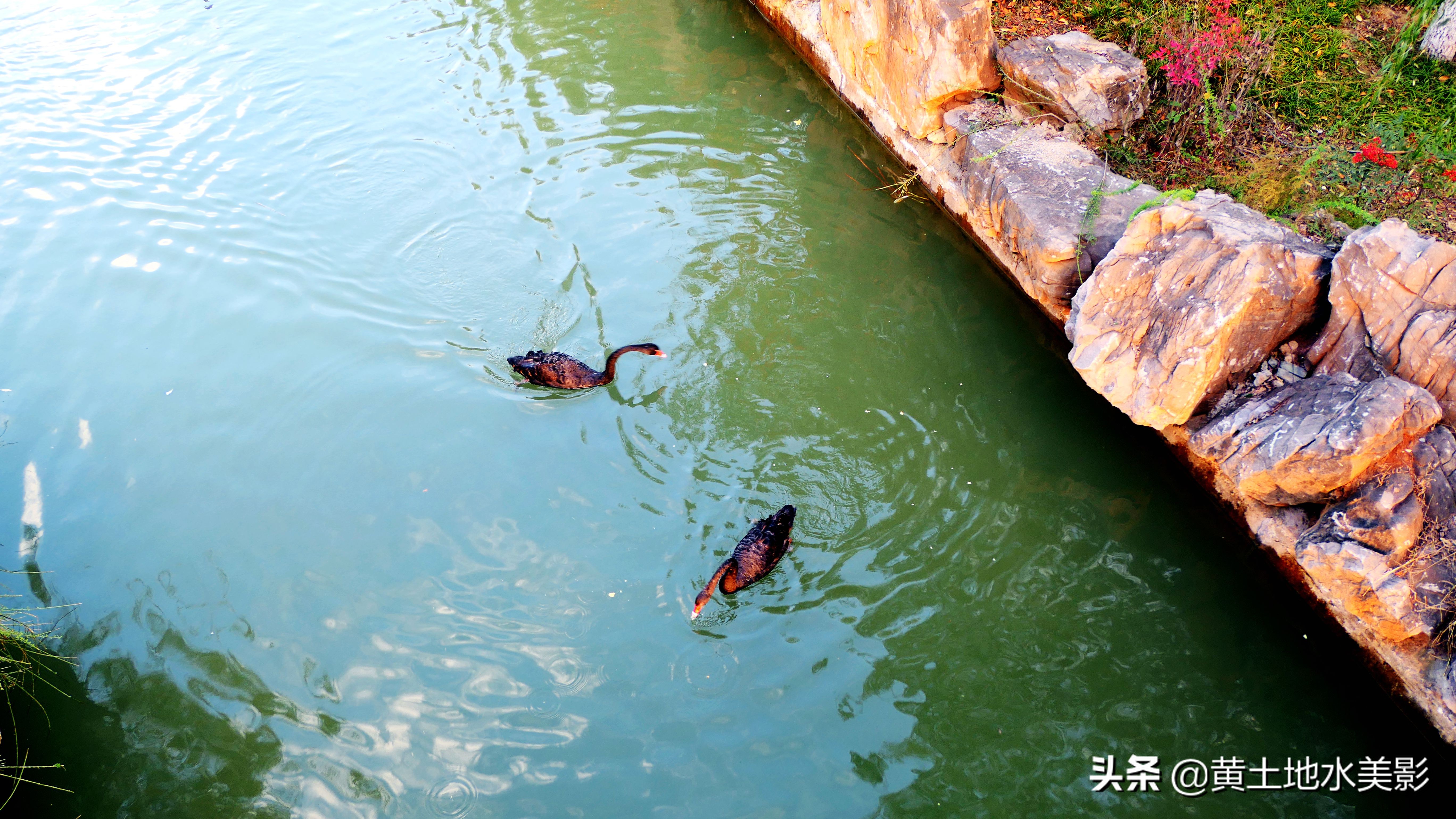 占地590亩的湿地公园,野生动物比较多的旅游景区