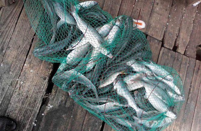 鲻鱼的钓法和技巧,钓鲻鱼用什么钩型比较好