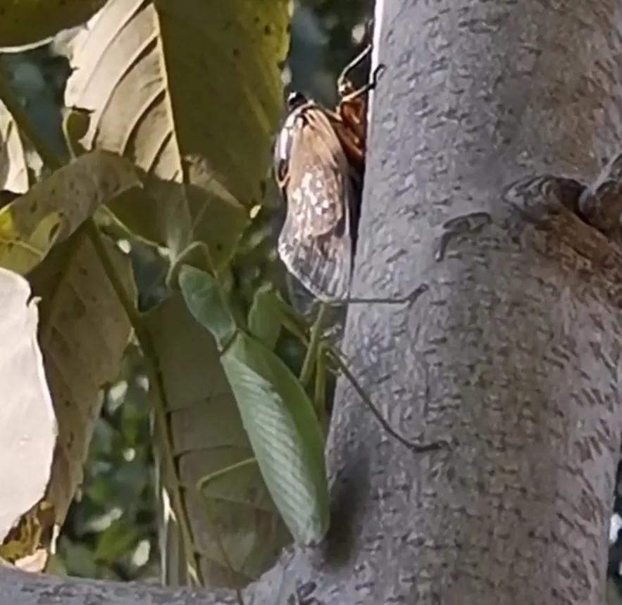 捕捉黄大仙的方法有哪些,黄大仙为什么怕黄鼠狼