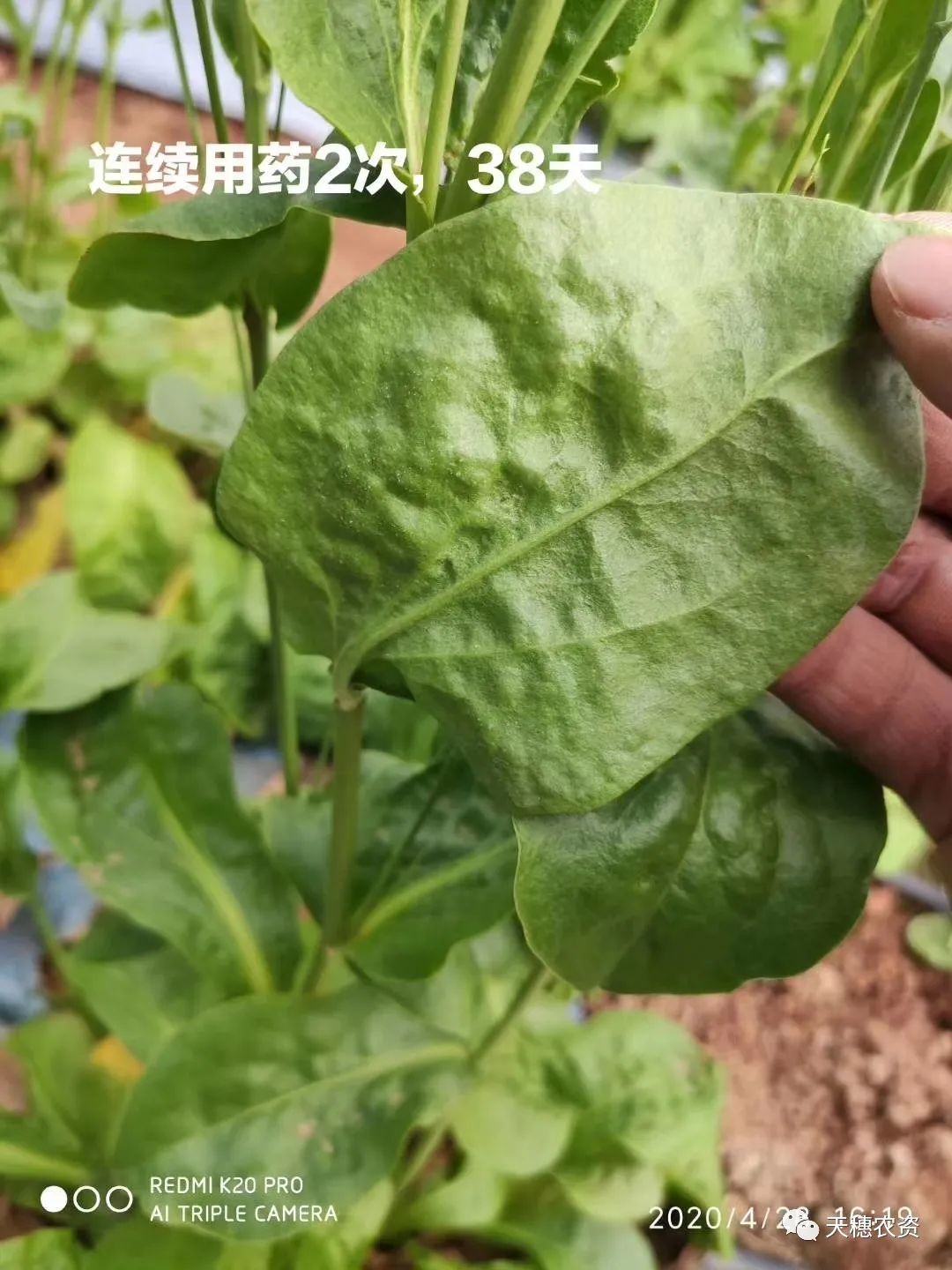 猎护杀虫剂打虫吗,猎护农药