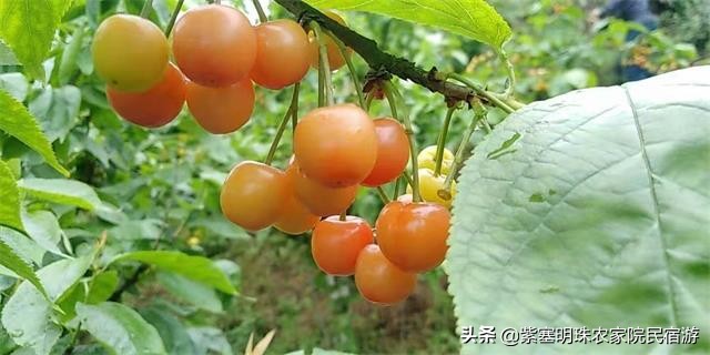 重庆半边桥度假村,璧山半边桥度假村