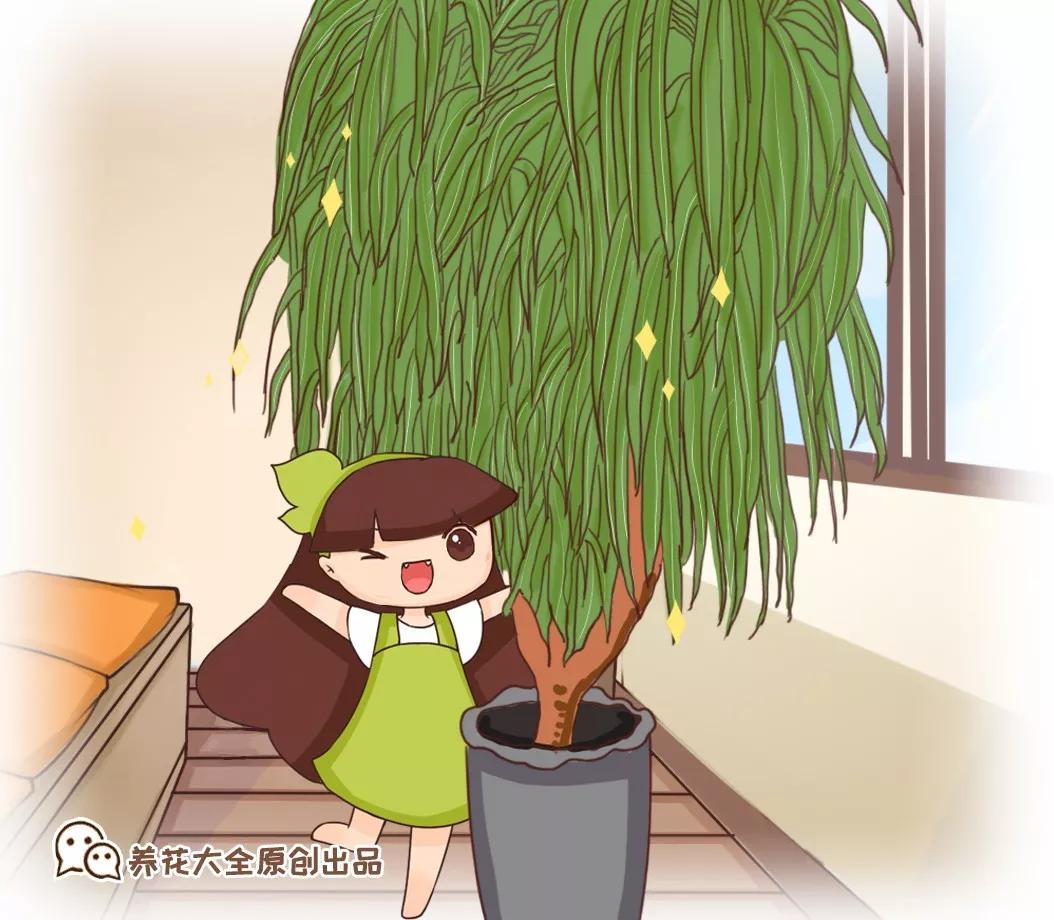 什么花放在家里最好看最实用,放家里风水好又好养的花有哪些