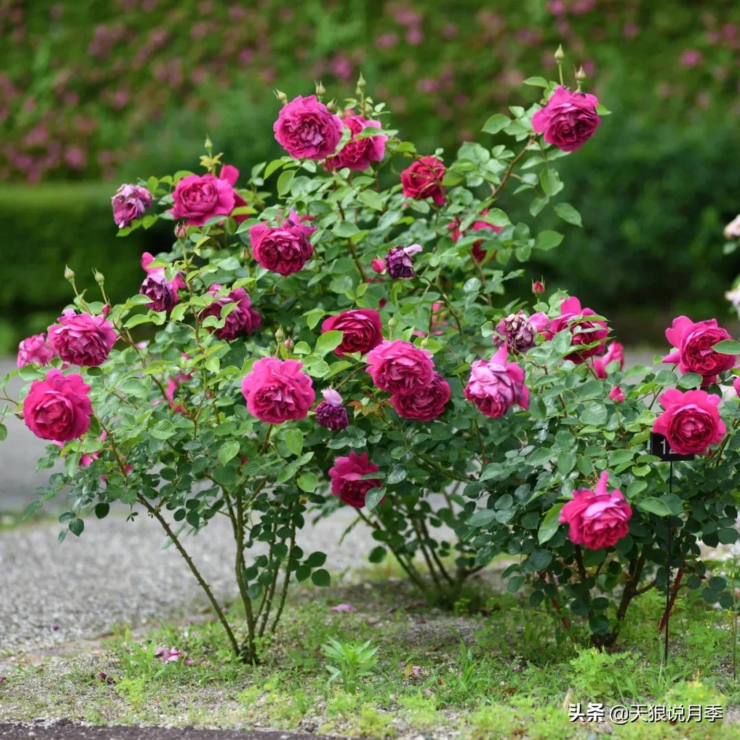 清新淡淡的月季花香水推荐,月季花香的香水有哪些