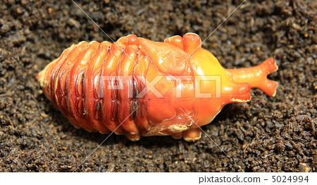 都市奇妙物语灵异事件,都市奇妙物语6岁女孩