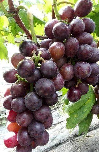 一年四季的时令蔬菜,一年四季的时令水果大全