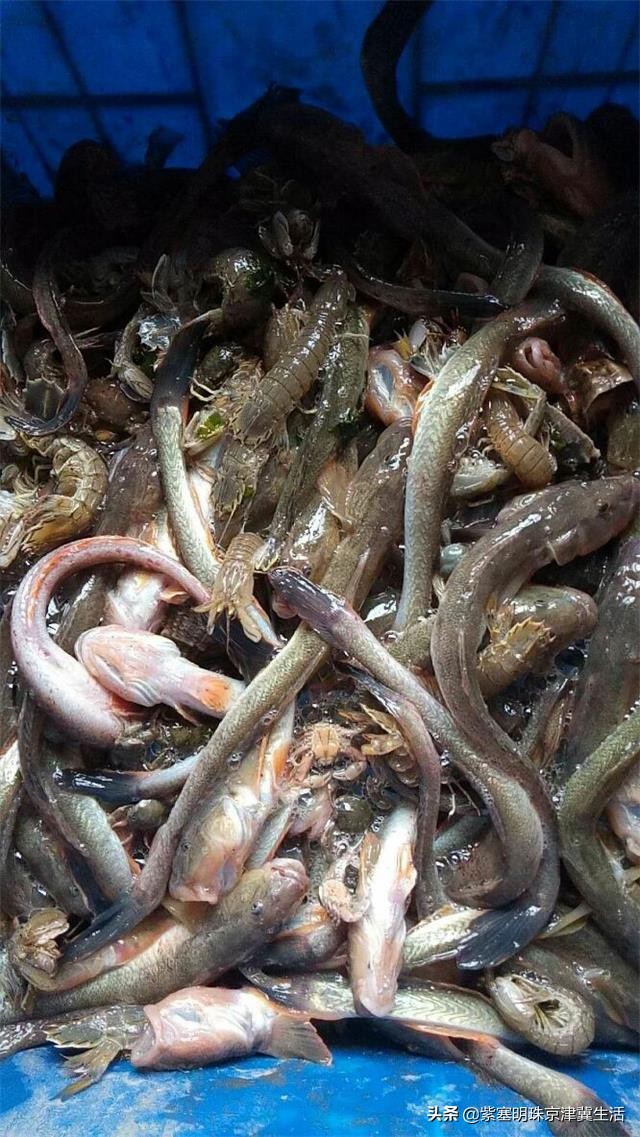 乐亭韩姐农家院价格,韩姐在乐亭农家最新视频