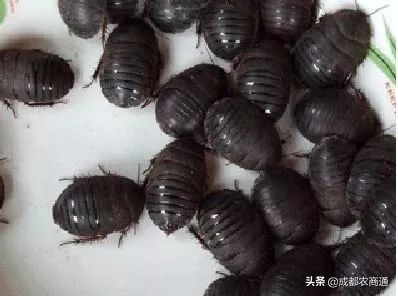 土元养殖的骗局,土元养殖场建造