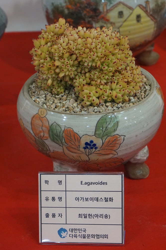 多肉欣赏桃美人,多肉植物欣赏