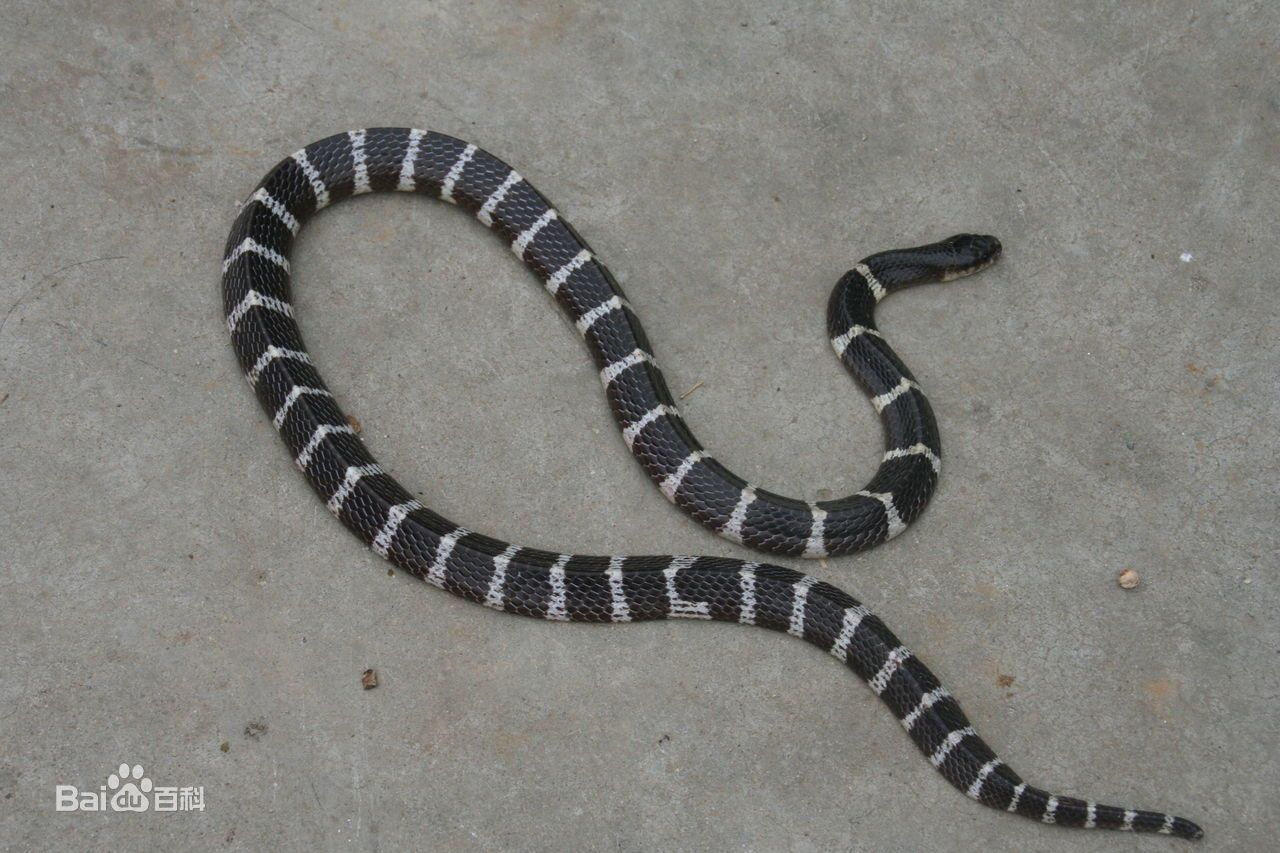 银环蛇毒性在世界毒蛇中排在几位,银环蛇毒性在中国排名多少