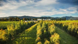 轩尼诗是lvmh集团旗下品牌吗,轩尼诗是lvmh旗下的吗