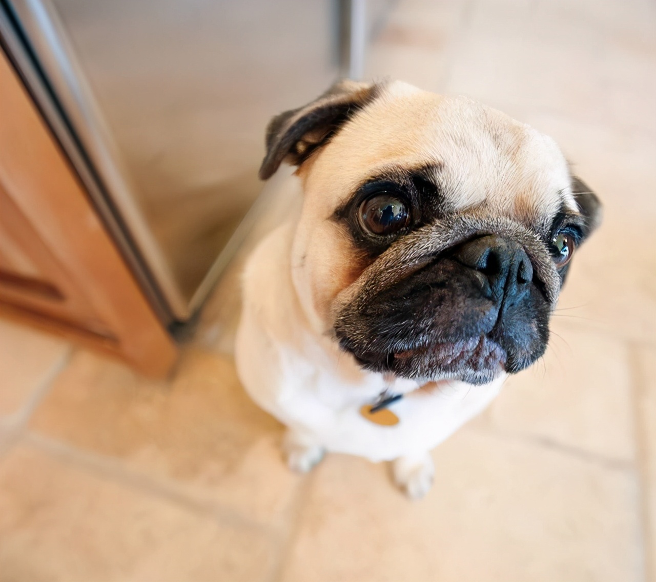 狗狗拉软便便吃什么药,怎么让狗狗不吃自己的便便