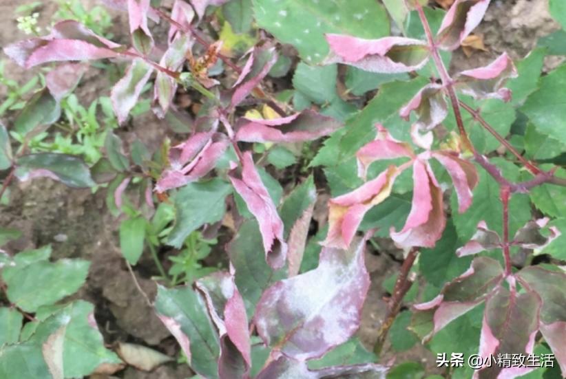 月季花是“药罐子”,常见10种病虫害,预防第一,救治第二