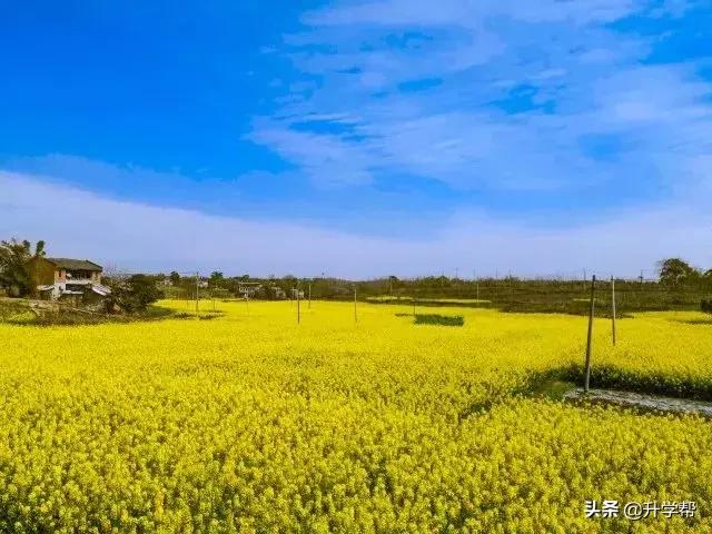 成都看花玩水,成都春游看花