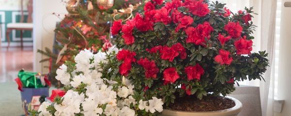 杜鹃花怎么管理枝条旺盛越长越大,怎么养杜鹃花花期长