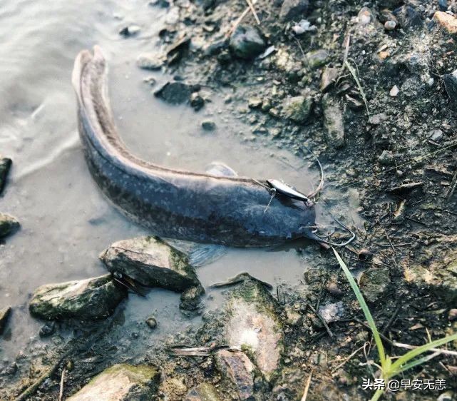 塘鲺鱼的克星,鱼塘塘鲺鱼钓饵