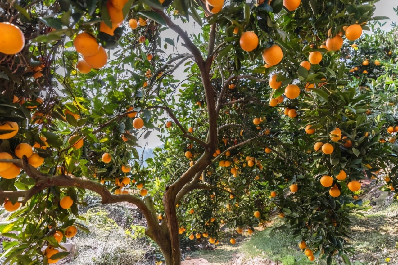 麻阳冰糖橙现摘现发,橙子采摘季麻阳冰糖橙