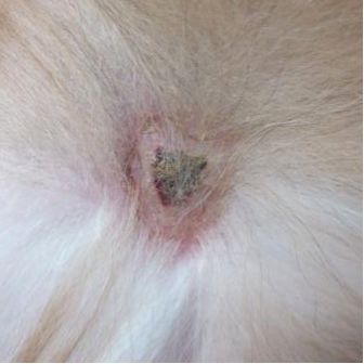 怎么学给狗看病,学给狗狗看病去哪里学