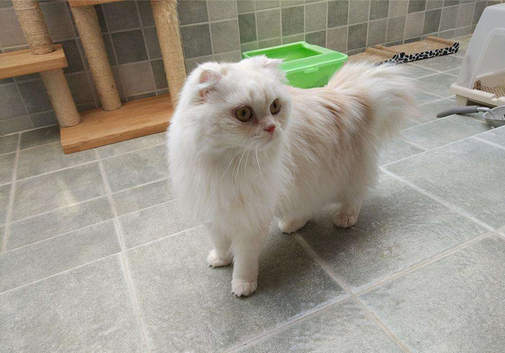 猫咪真怀孕或假怀孕,辟谣猫咪真的会记仇吗