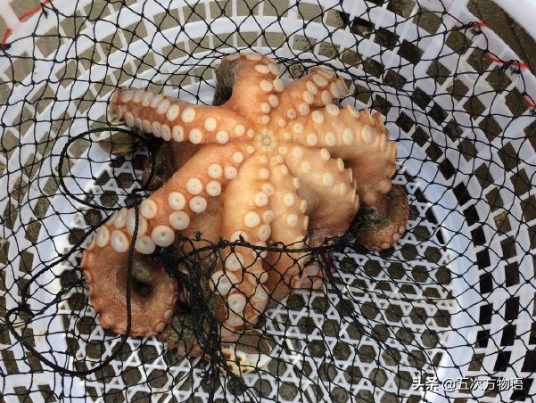 青岛八带馄饨,青岛八带海鲜