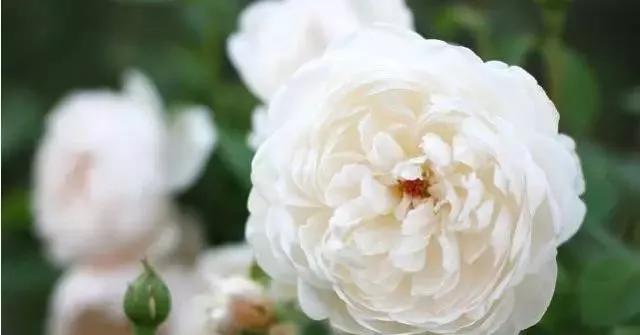 100种玫瑰花品种大全,玫瑰花有哪些品种大全