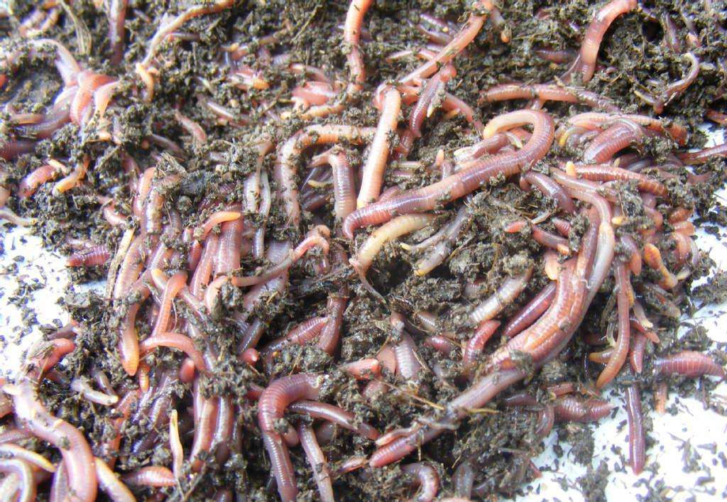 冬季野钓鲤鲫小药,冬季钓鲫鲤用什么小药