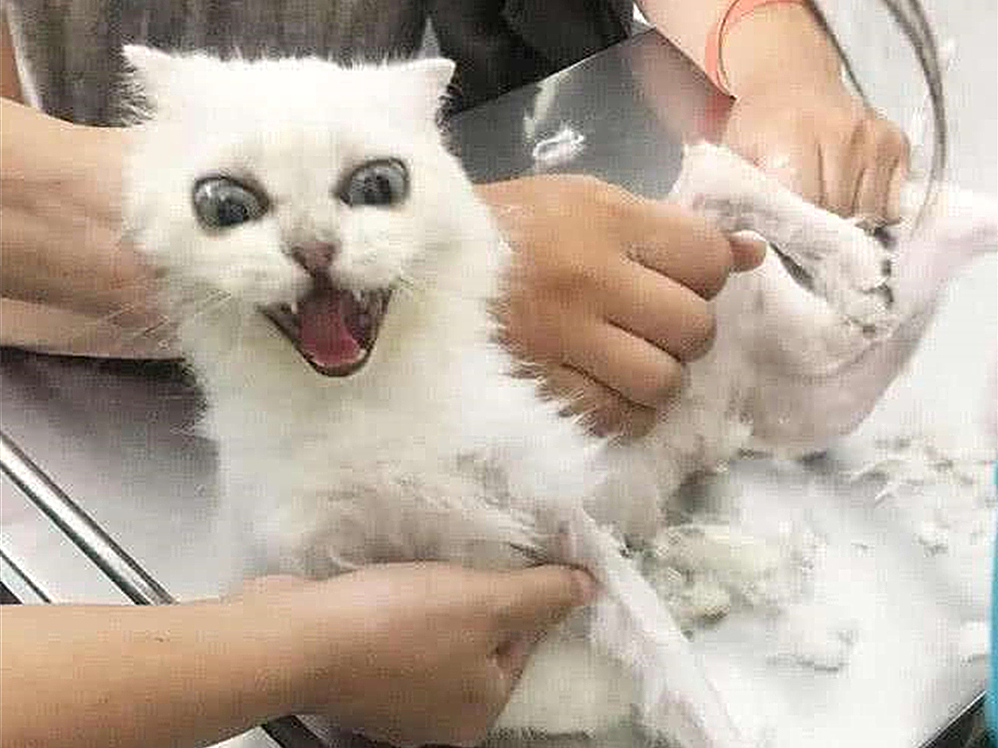 辟谣宠物猫,辟谣猫毛吸入肺里