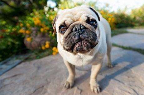 巴哥犬厉害吗,巴哥犬好养吗优缺点有哪些