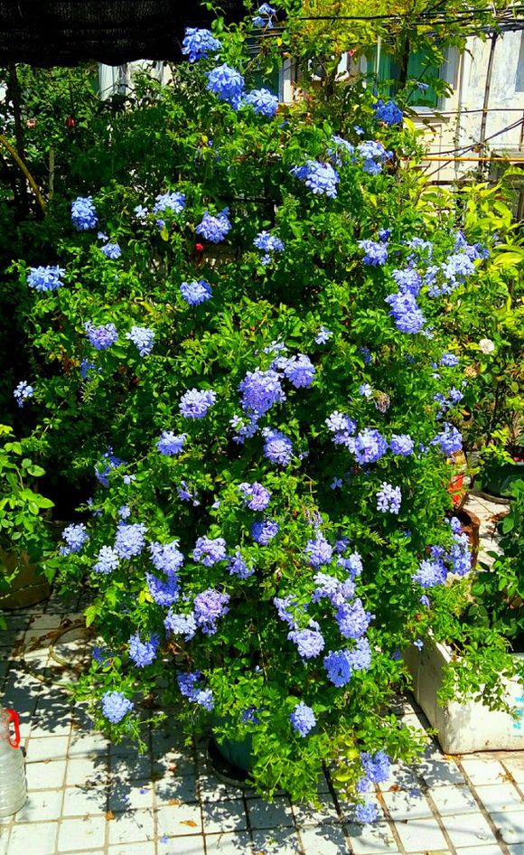 阳台养蓝雪花棒棒糖,阳台养绣球花爆盆