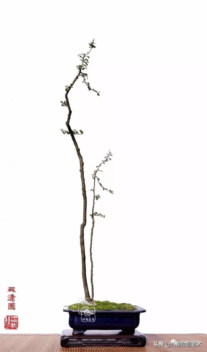 双干树,双干型果树