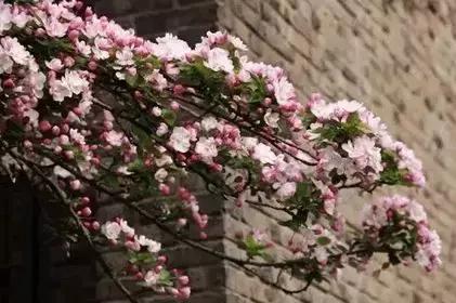 天津赏花好玩的公园,天津东丽湖哪里可以赏花