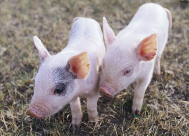 风水知识大全本命年,本命年风水知识大全