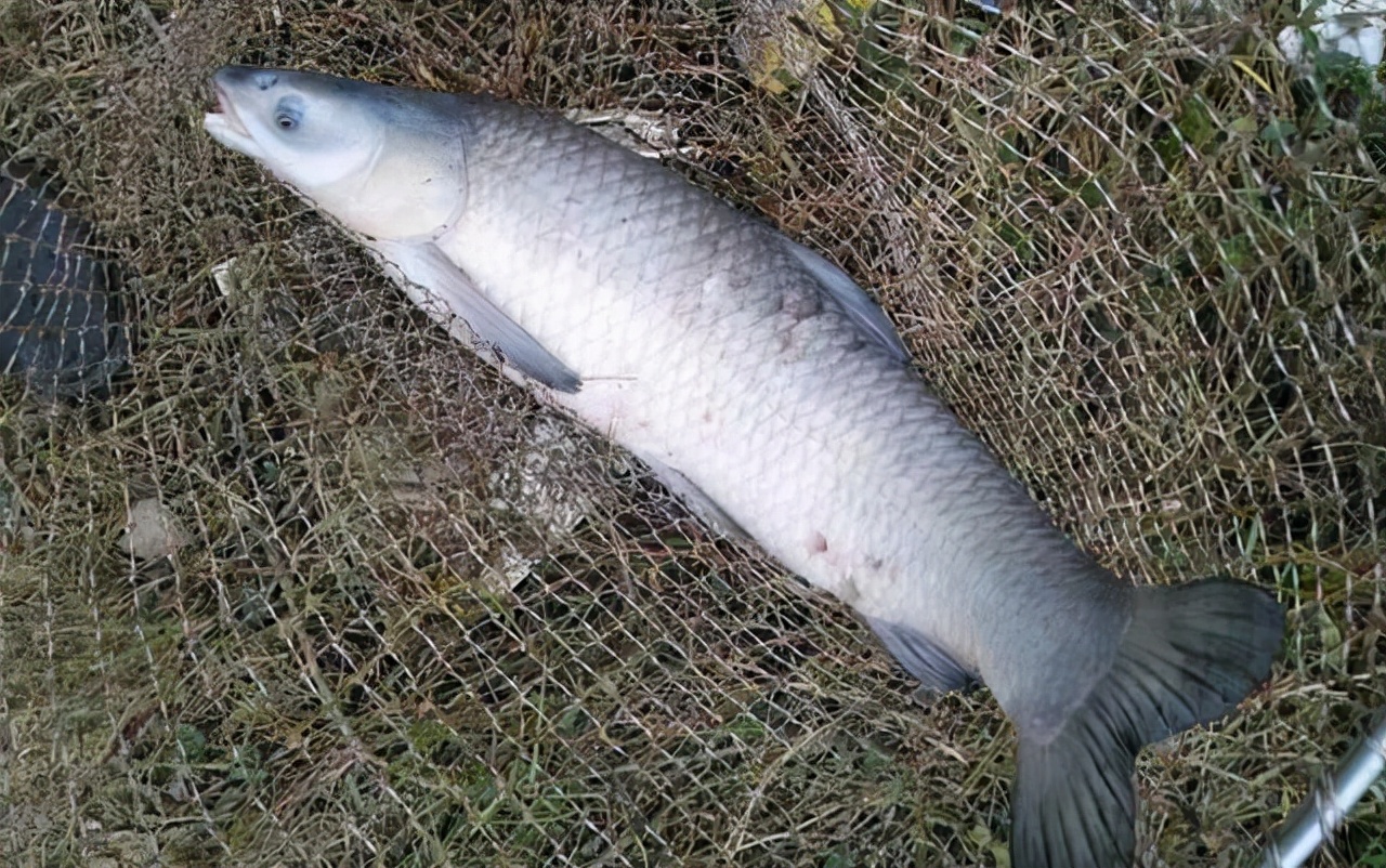 5.4鱼竿钓青鱼配几号线组,钓青鱼怎么样选择浮漂