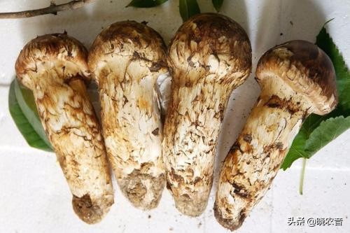 粤西茂名市十大暴利种植药材,十大暴利种植行业排行第一