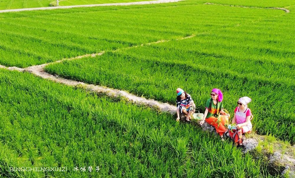 做把“村姑”,走进海南灯火灿烂的火龙果园