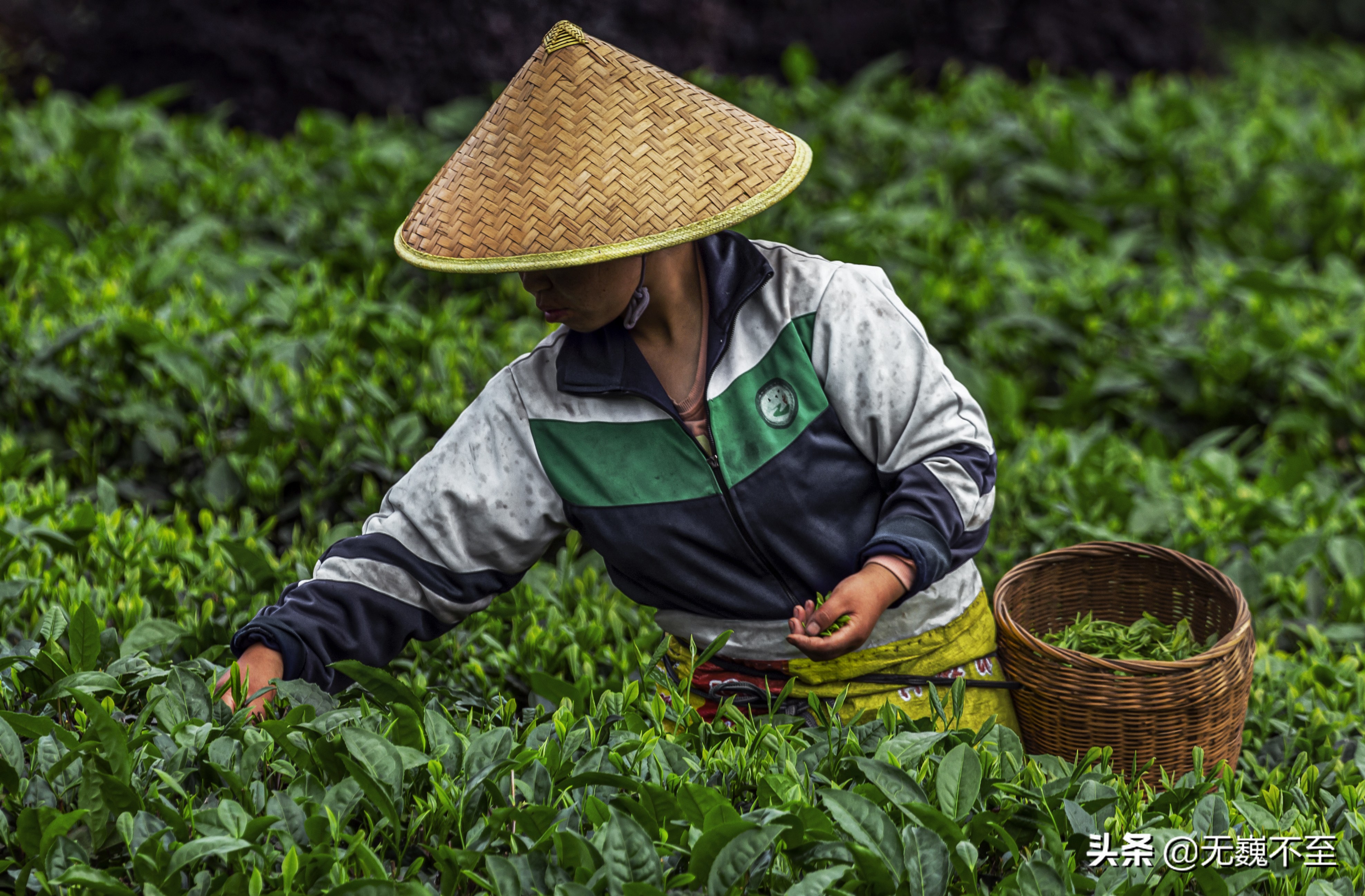 四川雅安牛碾坪万亩观光茶园绿道,雅安旅游景点十大排行榜牛背山