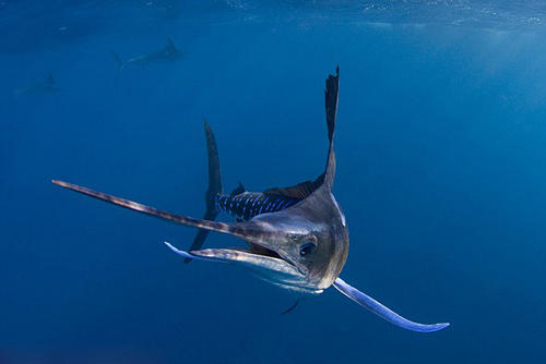 所有动物是怎么游泳的,小动物们是怎么游泳的