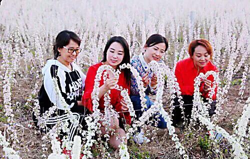 欧李～春观花，夏赏叶，秋品果；既可观赏，也可食用，一举两得。