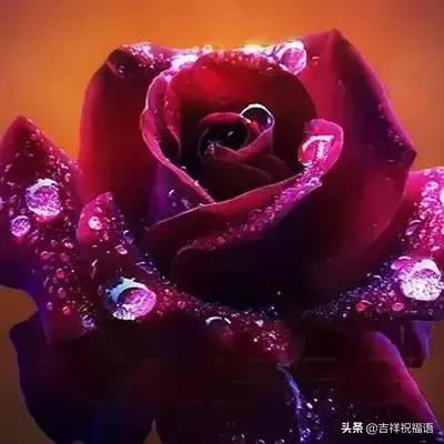 十一朵玫瑰送给好朋友花语,十一朵玫瑰花送给好友