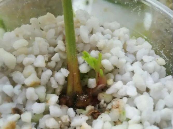 扦插花的养殖方法和技巧,养花扦插有妙招多肉